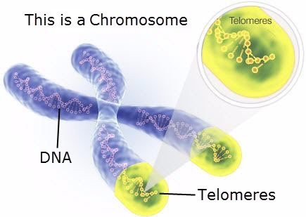 Inflammation Shortens Telomeres and Accelerates Aging & Disease